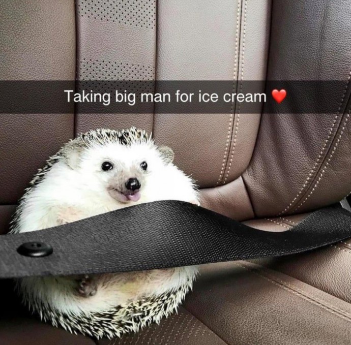 Wonderful Hedgehog Memes to Scroll Through