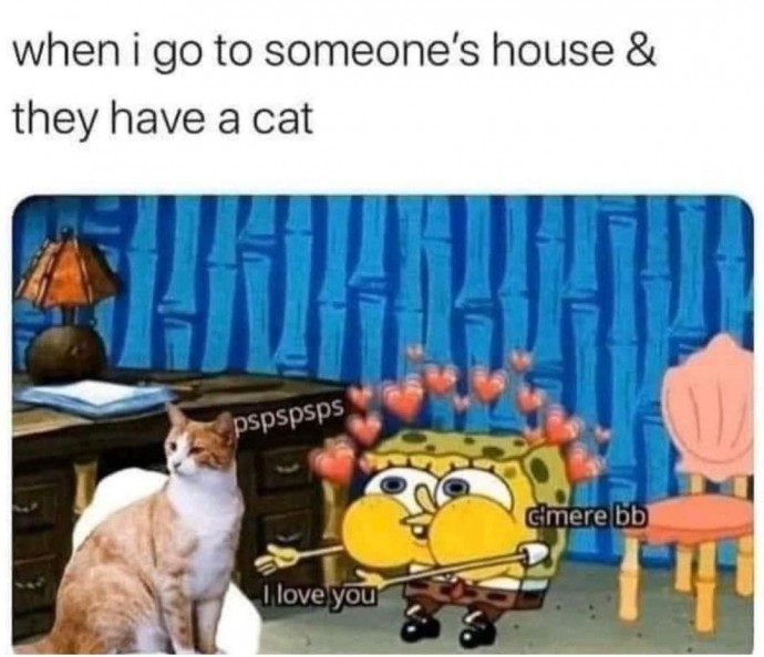Kitty Pics for Pleasant and Funny Day