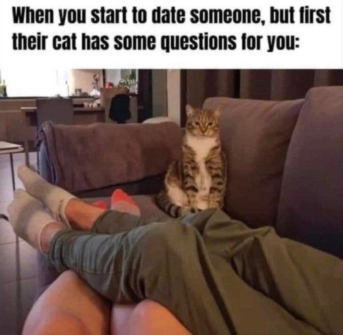 Perfect Cat Memes to Fulfill the Plan for This Friday