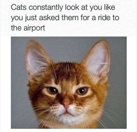 Cat Memes That You Definitely Need Right Now