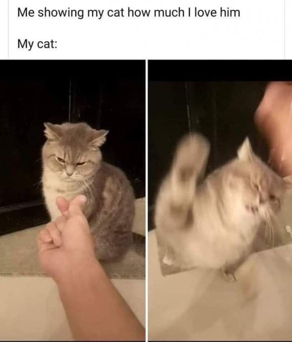 Lovely Cat Memes of the Day