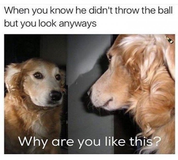 Animal Memes to Add Some More Awesomeness to Your Monday