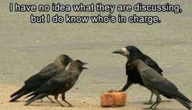 Just some funny birds