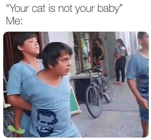 Top Memes for Cat Owners