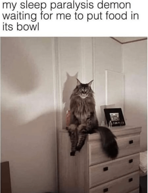 High Quality Cat Memes to Maintain Your Good Mood