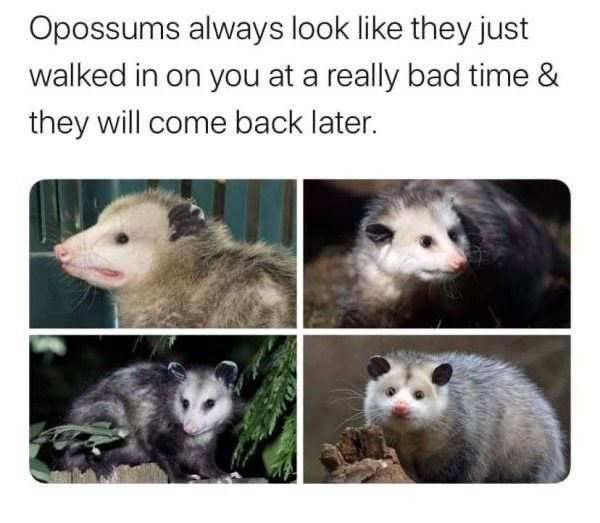 Extremely Funny Opossum Memes