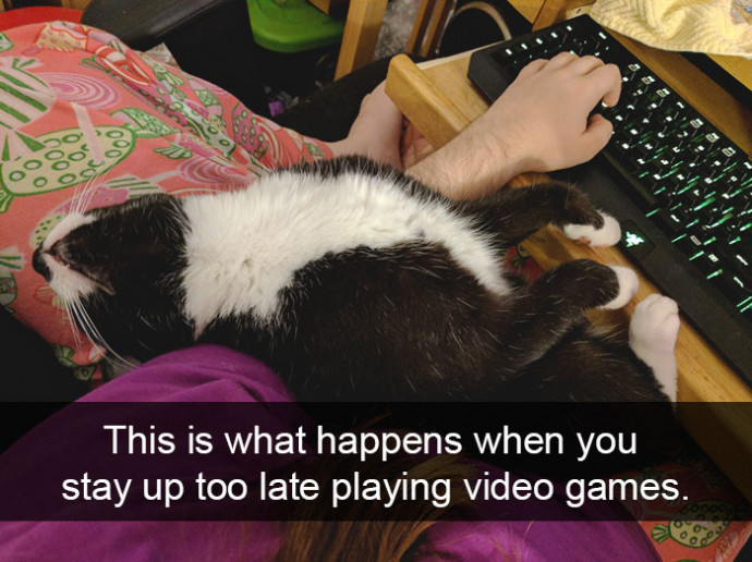 Funny Cat Snaps That Will Definitely Have You Smiling