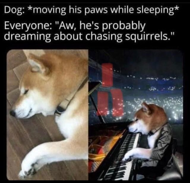 Funny Animal Memes That Will Improve Your Mood