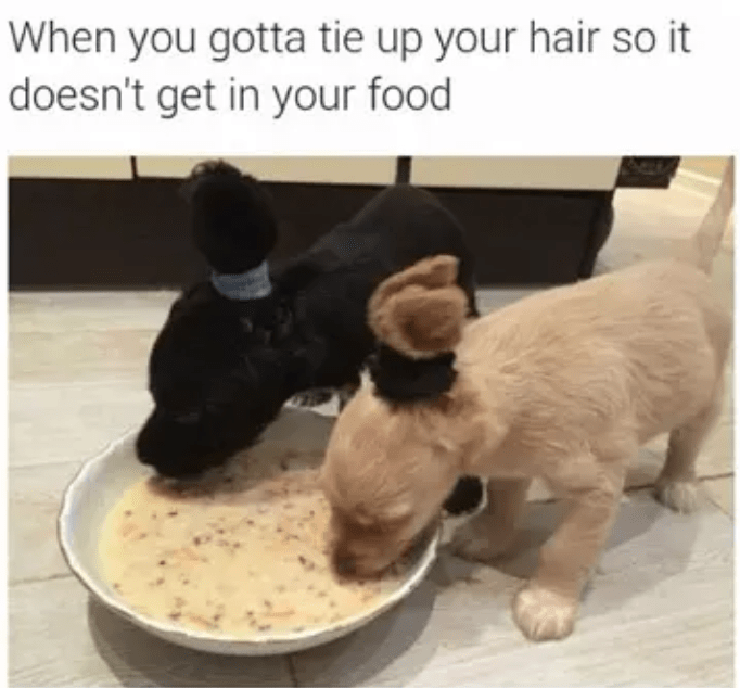 Animals With Major Hair Problems