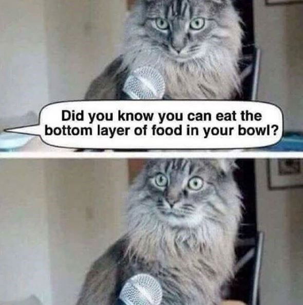 Wonderful Cat Memes on the Caturday