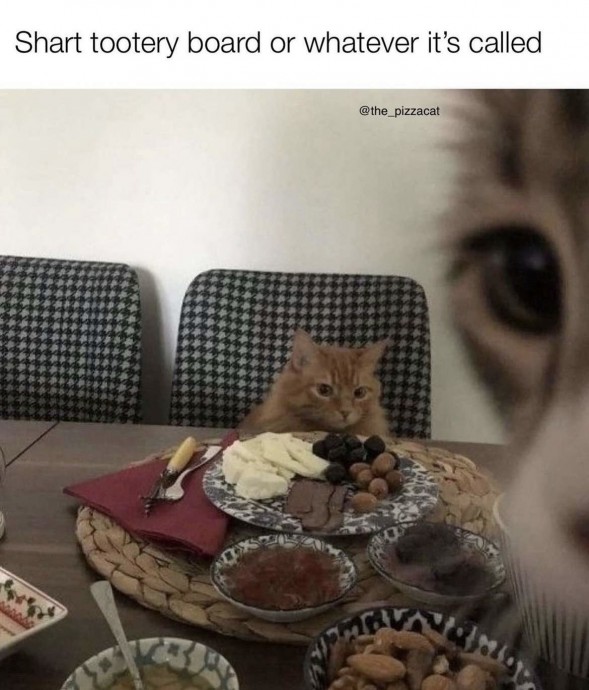 Purrrfect Cat Memes to Start Your Day With