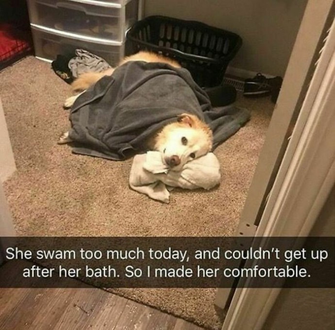 Snaps That Show Reasons Why Dogs Can Be Better Than Cats