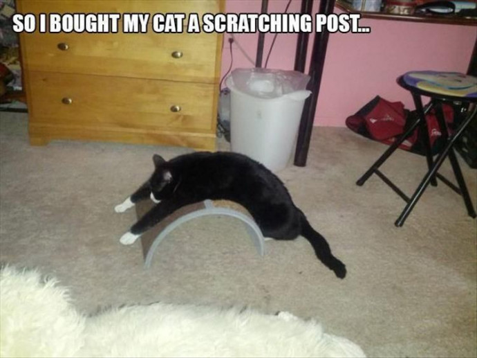 Some Special Funny Pet Memes