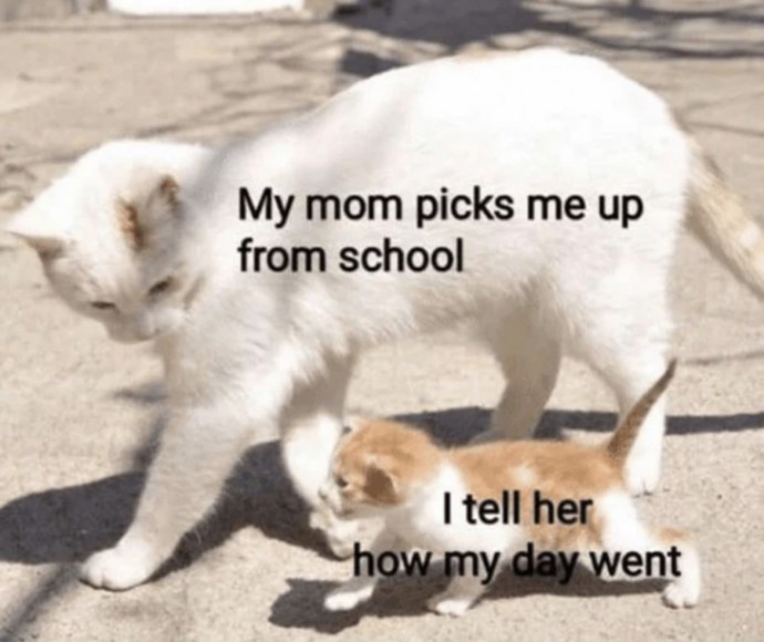Cat Memes Will Bright up Your Weekend Updated