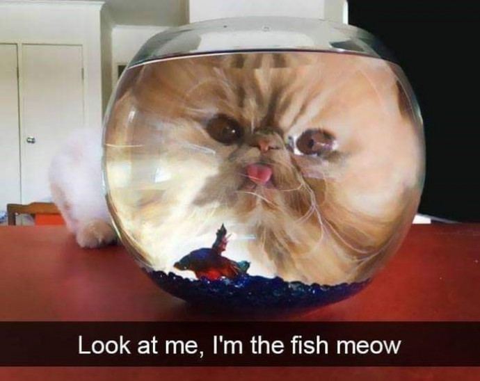 Funny Cat Snapchats to Start the Weekend