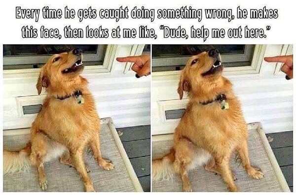 So Funny and True Dog Memes You Definitely Need to See