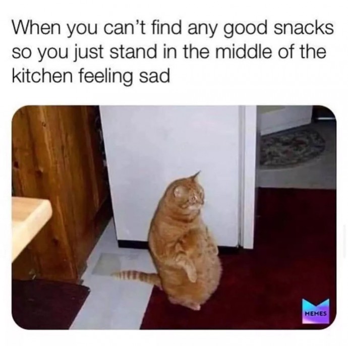 Meowtastic Posts to Bring You a Dose of Feline Goodness