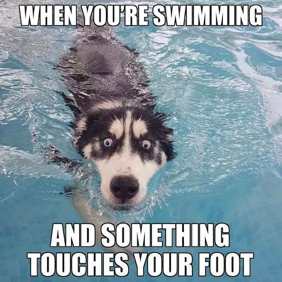 Some Animal Memes That Will Brighten Your Day