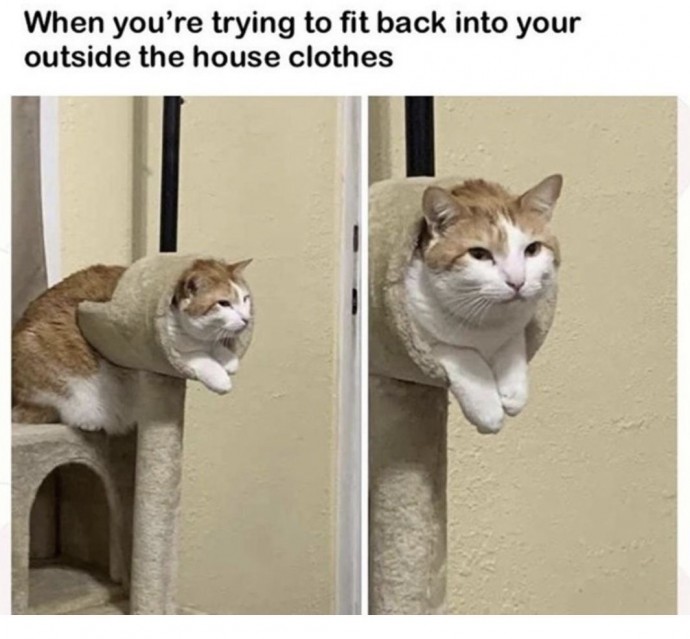 Extremely Funny Cat Pics for the Shiny Mood