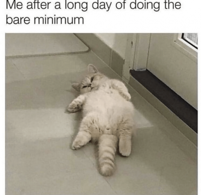 Relatable Cat Memes to Get You Cackling With Laughter