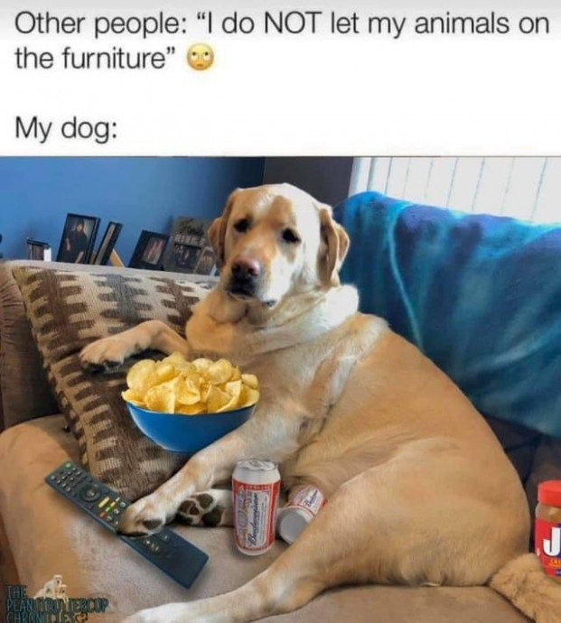 Funny Memes for True Dog People