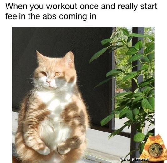 Funniest Feline Memes for Those Who Can Relate With Their Kitty on a Spiritual Level
