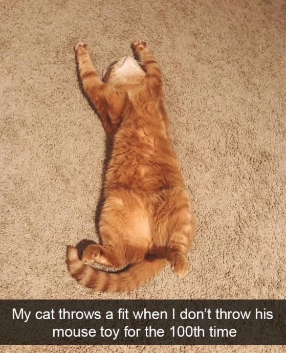 Funny Cat Memes Will Put You in a Good Mood