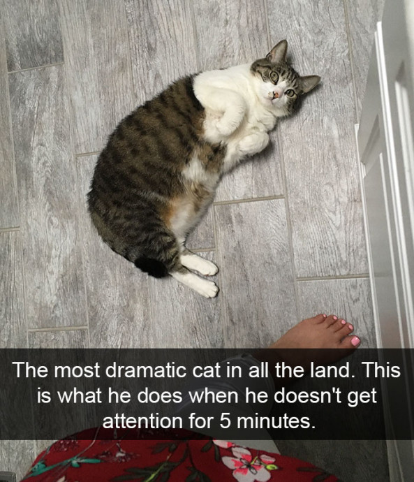 Cat Snaps That’ll Brighten Your Day