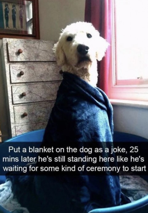 The Best of Great Dogs Memes
