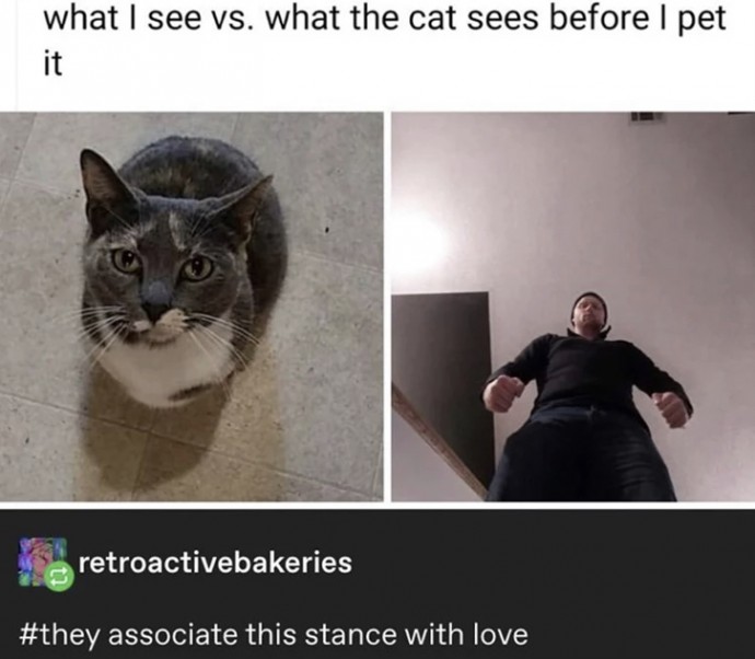 Absolutely Amusing Memes for True Cat Lovers