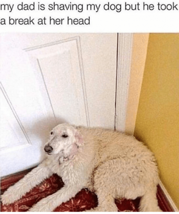 Funny Doggies to Make You Laugh