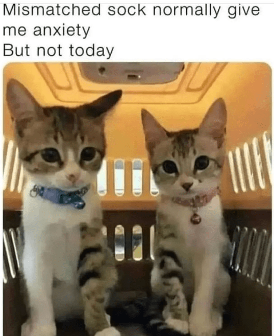 High Quality Cat Memes to Maintain Your Good Mood