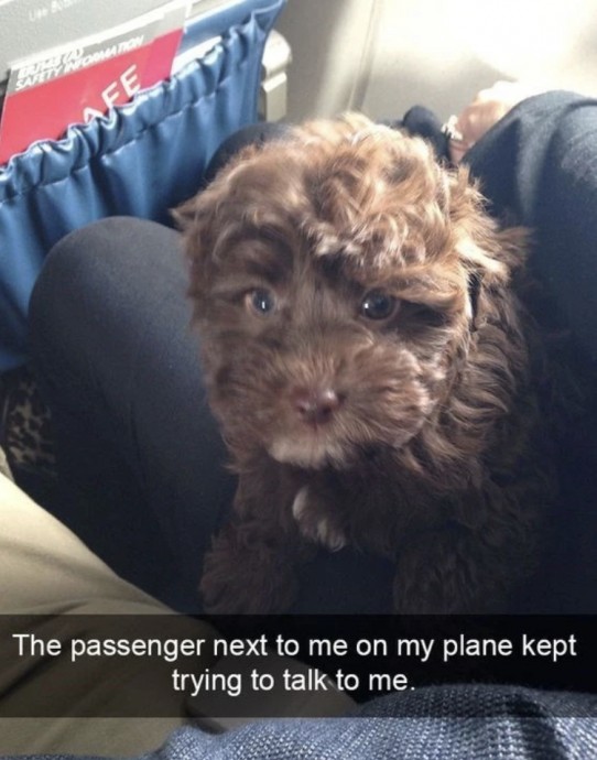 Funny Memes About Dogs on the Plane You Just Should See