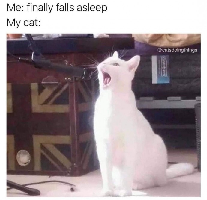 Funny Cats to Laugh Through the Day