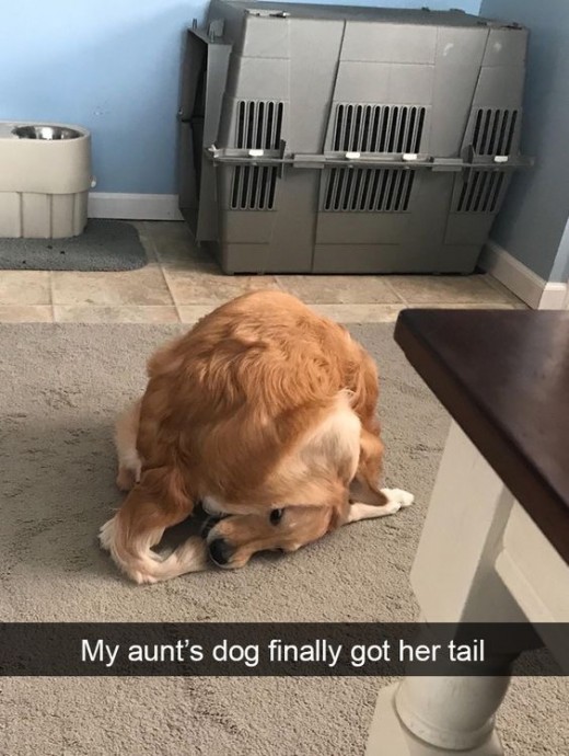 Funny and Cute Dog Snapchats That Will Make Your Day