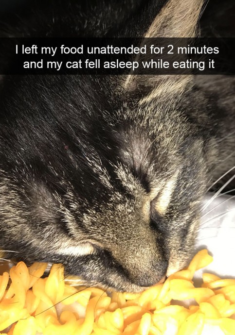 Hilarious Cat Snapchats That Will Leave You With the Biggest Smile