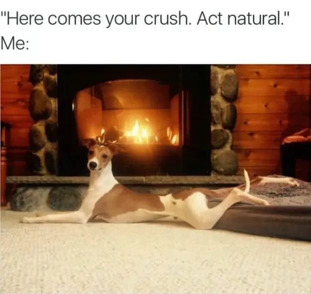 Funny Memes You Should Send to Your Dog