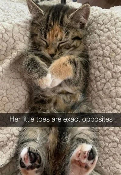 Top Cat Pics That’ll Cheer You Up