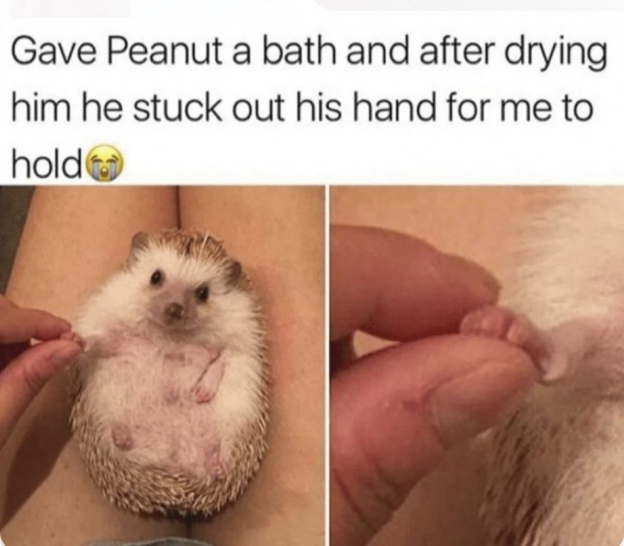 Wonderful Hedgehog Memes to Scroll Through