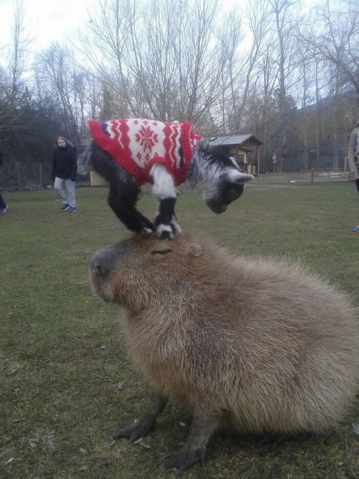 Cute and Astonishing Pics of Capybara You Have to See