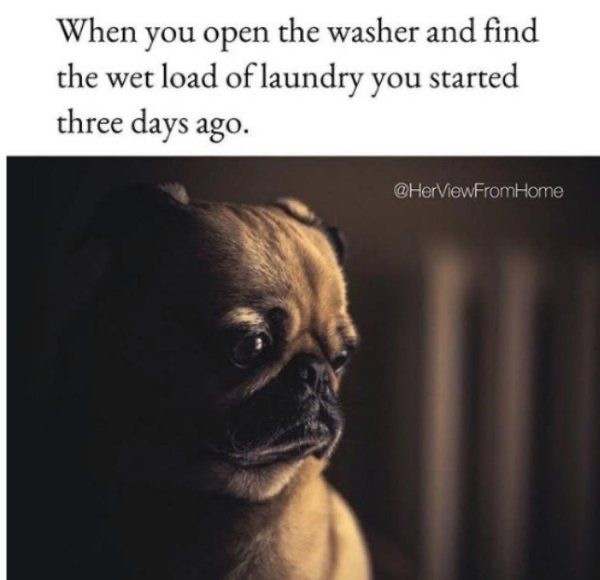 Hilarious Animal Memes You Need to Look At