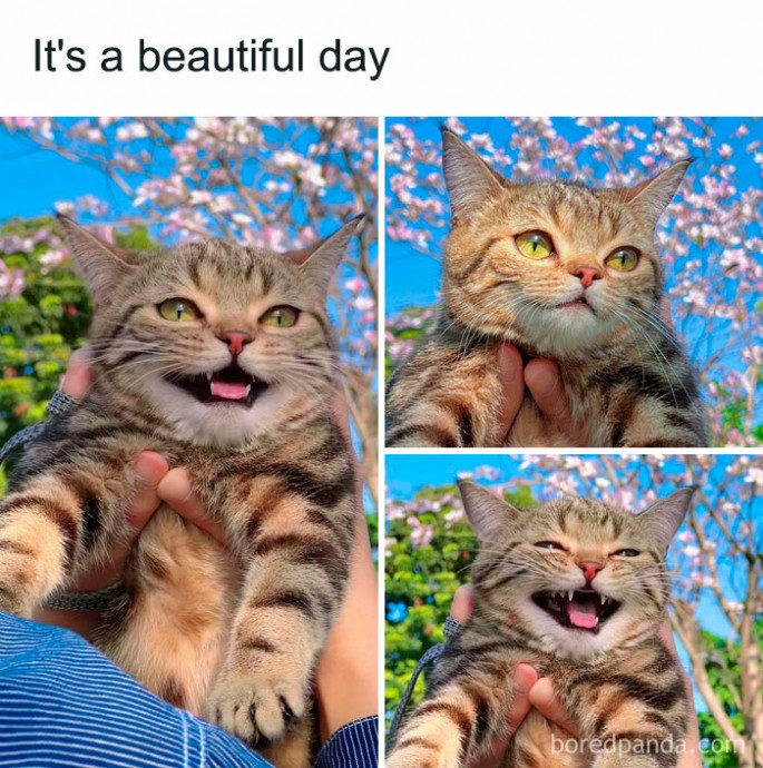 The Best Memes for a Purrrfect Sunday