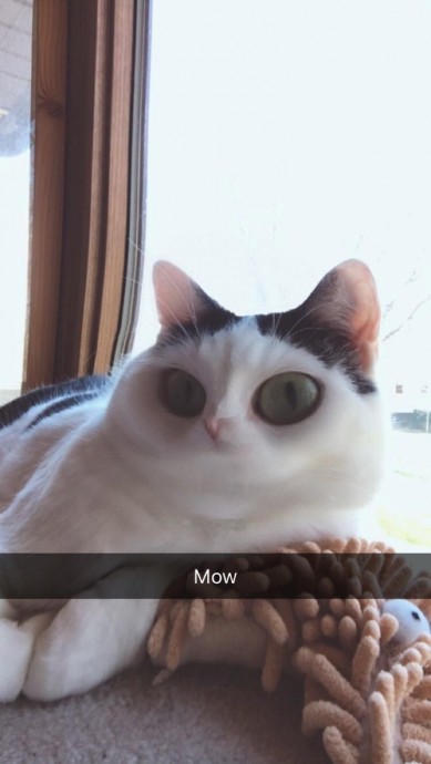 Hilarious Cat Snapchats That Will Leave You With the Biggest Smile