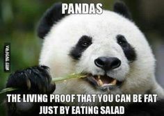 How about some pandas?