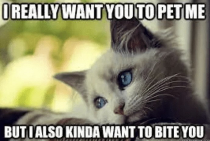 Too Hilarious and True - This is All About Your Cat
