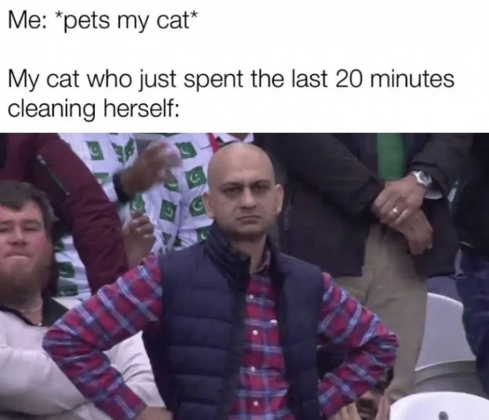 Funny Memes for Cat Worshippers