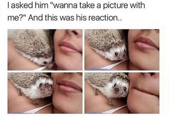 Wonderful Hedgehog Memes to Scroll Through