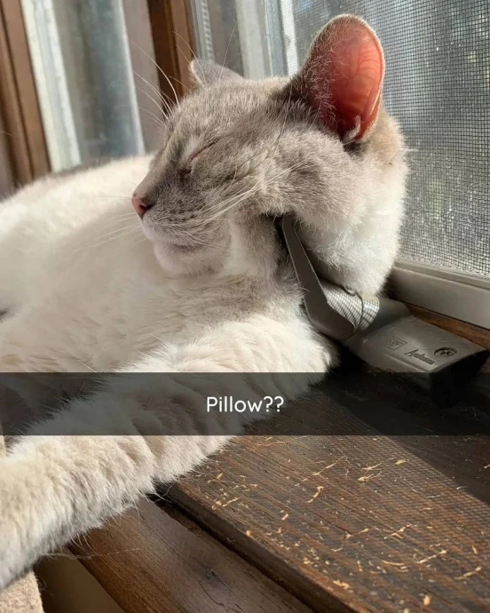 Hilarious Cat Snaps