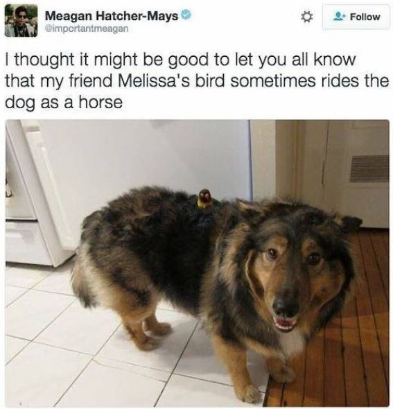 The Most Hilarious Dog Pics Just for You