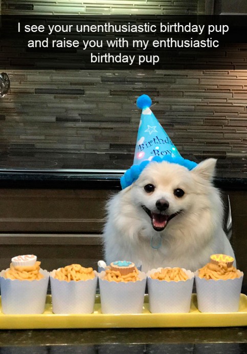 Funny and Cute Dog Snapchats That Will Make Your Day